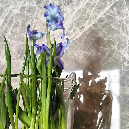 Siedlisko Appartement *