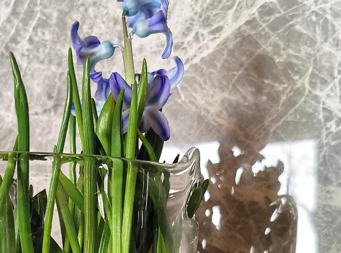 Siedlisko דירה *